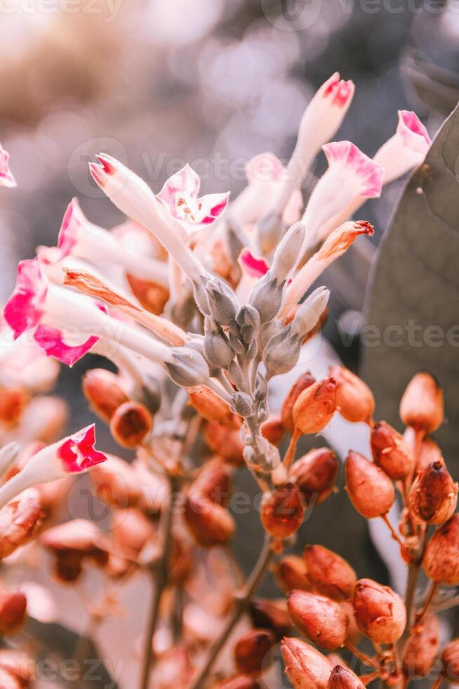 Flowers and seeds, macro photography of flora in bright sunlight. Nature photography with blur effect and vivid summer colors photo