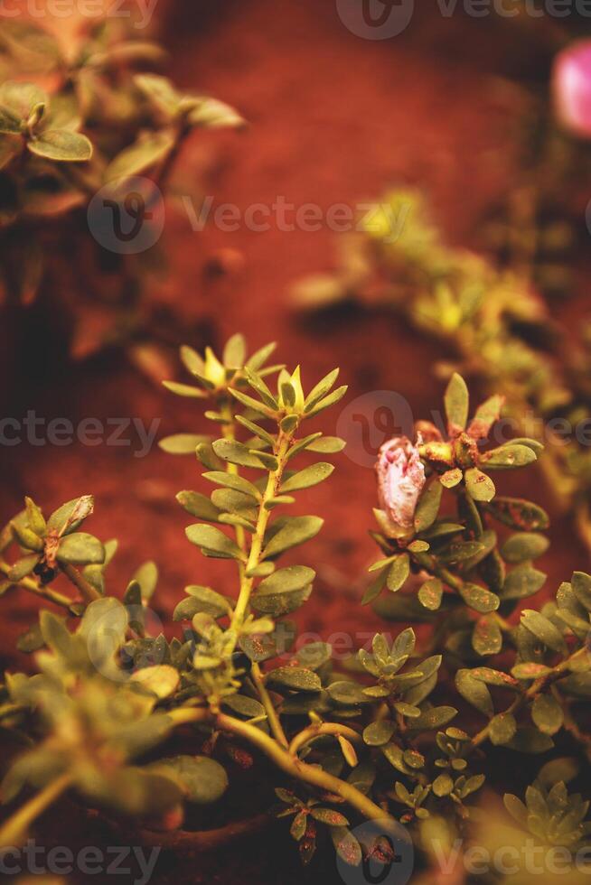 Macro green foliage. Green leaves of plant, forest concept. High quality photo in the forest