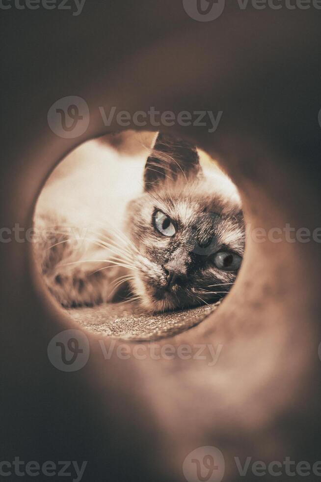 Cat lying down, view inside the pipe. Domestic feline close-up in round tube photo