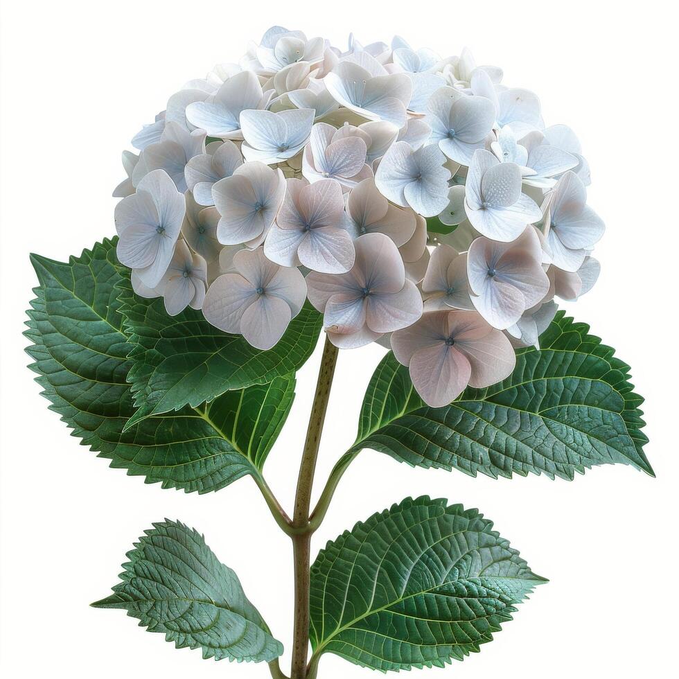 AI generated Close Up of a Flower on White Background photo