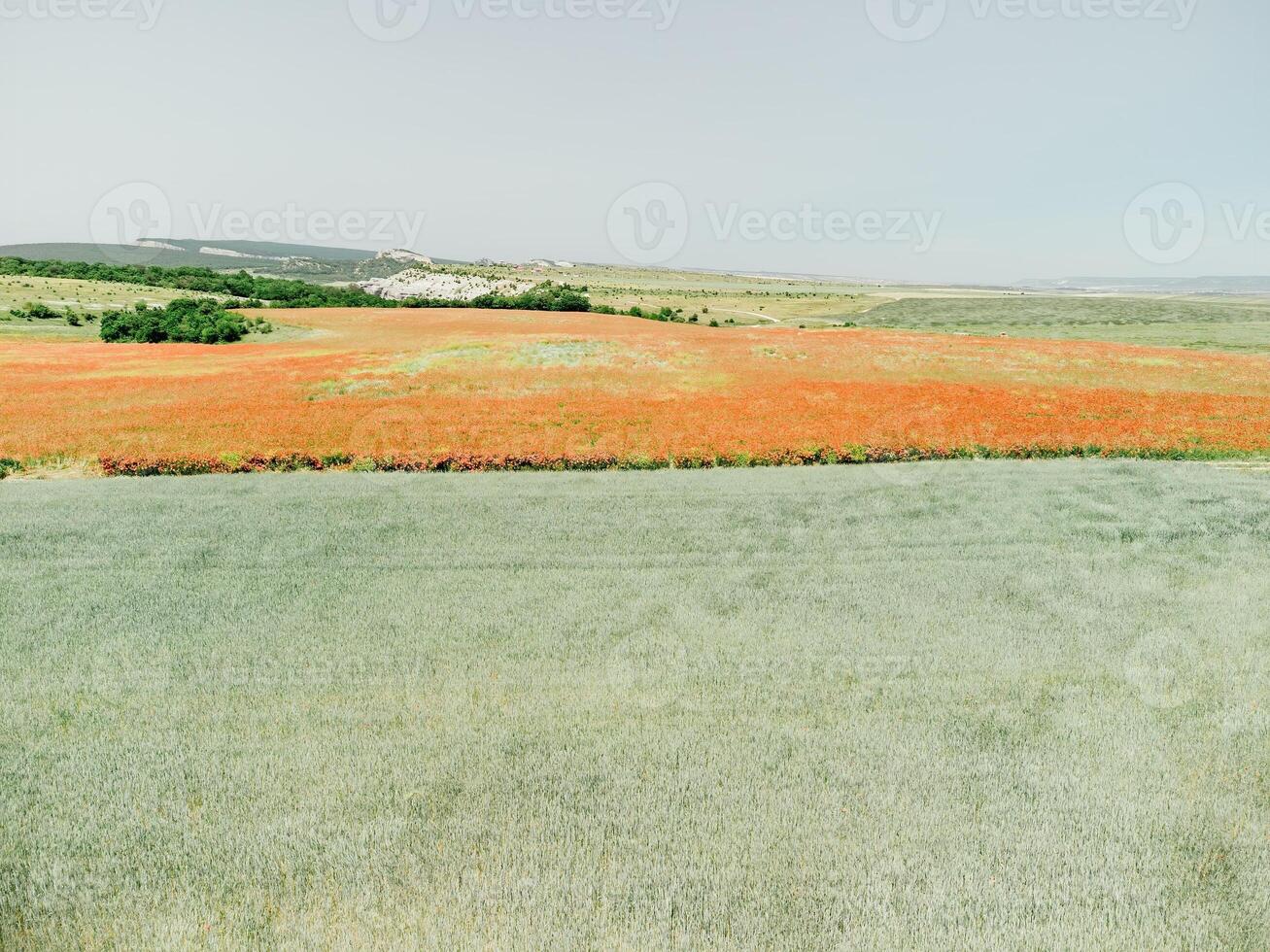 Field of red poppies near to green wheat field. Aerial view. Beautiful field scarlet poppies flowers with selective focus. Red poppies in soft light. Glade of red poppies. Papaver sp. Nobody photo