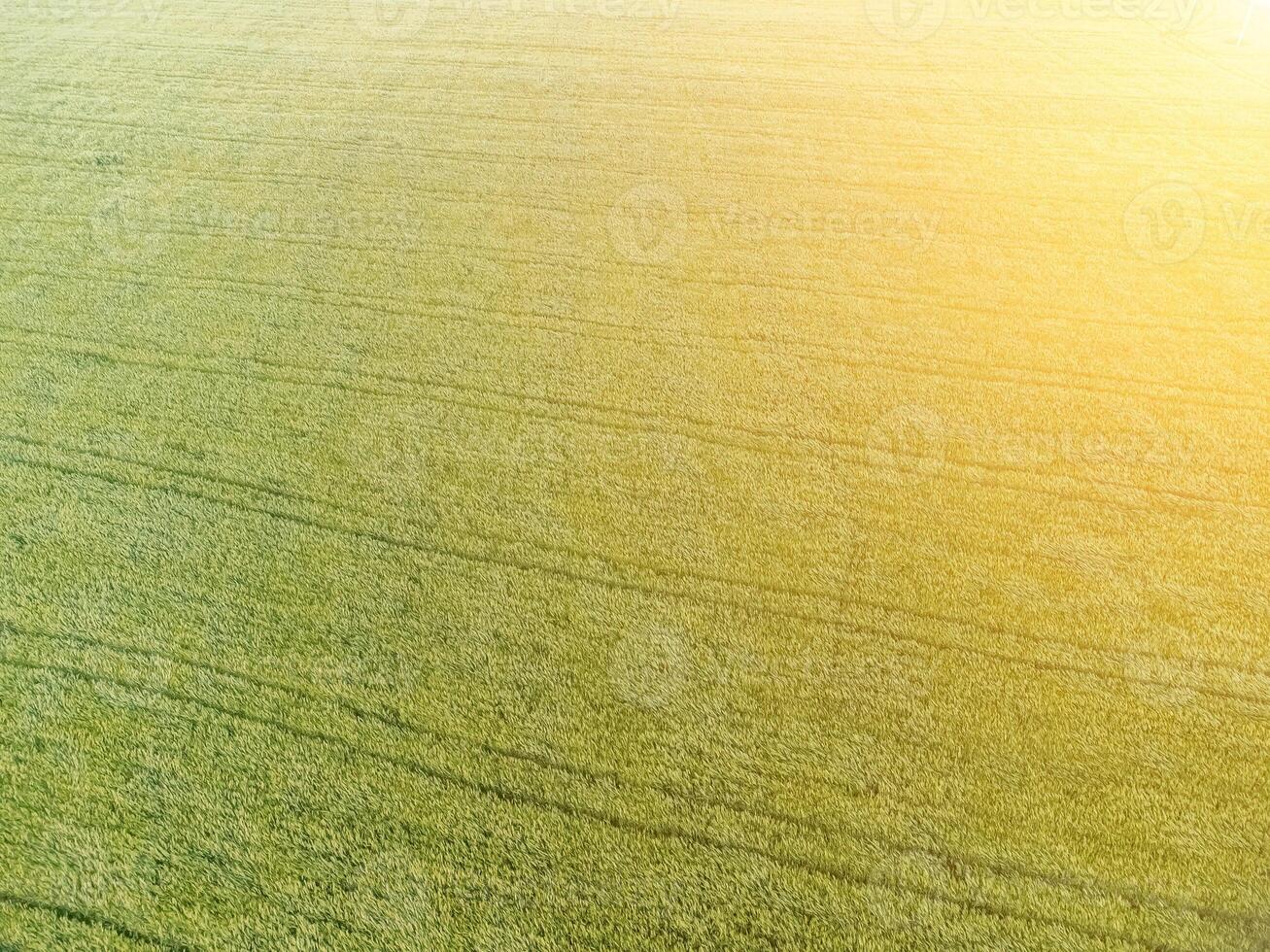Aerial view on green wheat field in countryside. Field of wheat blowing in the wind on sunset. Young and green Spikelets. Ears of barley crop in nature. Agronomy, industry and food production. photo