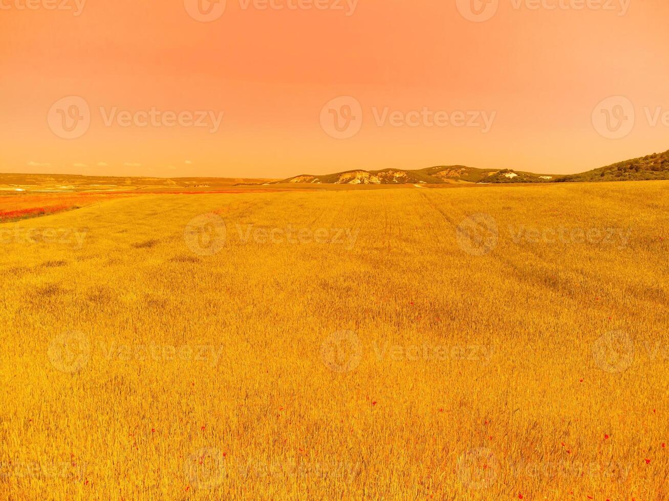 Aerial view on green wheat field in countryside. Field of wheat blowing in the wind like green sea. Young and green Spikelets. Ears of barley crop in nature. Agronomy, industry and food production. photo