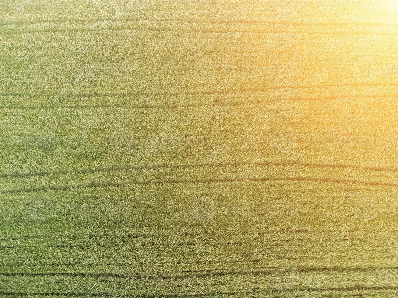 Aerial view on green wheat field in countryside. Field of wheat blowing in the wind on sunset. Young and green Spikelets. Ears of barley crop in nature. Agronomy, industry and food production. photo