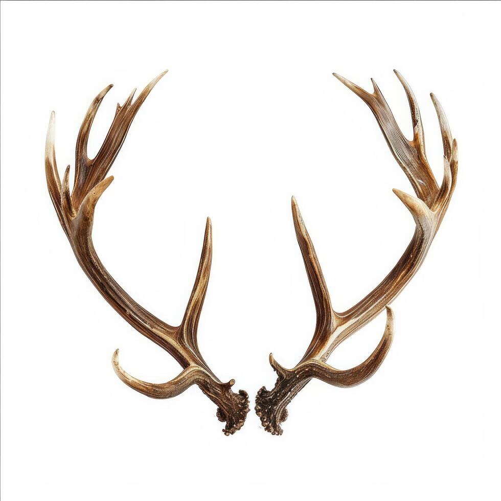 AI generated Pair of Antlers on White Background photo