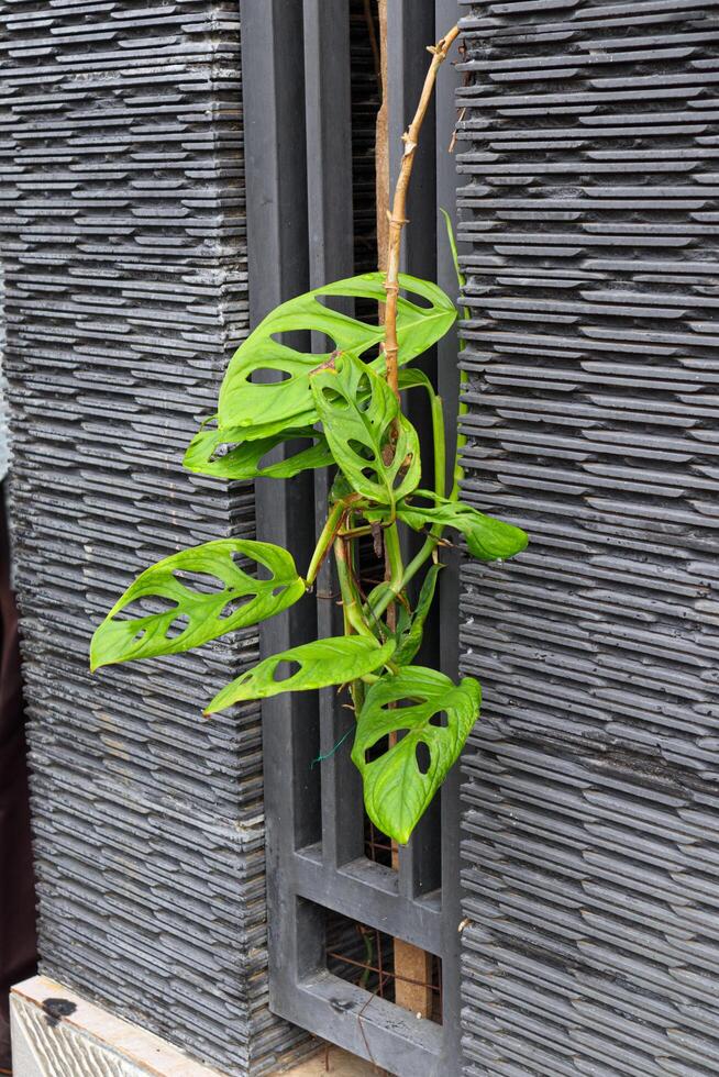 Monstera obliqua or also often called the Janda Bolong plant is a very rare ornamental plant and is very good as an ornamental plant. stuck to the wall of the house photo