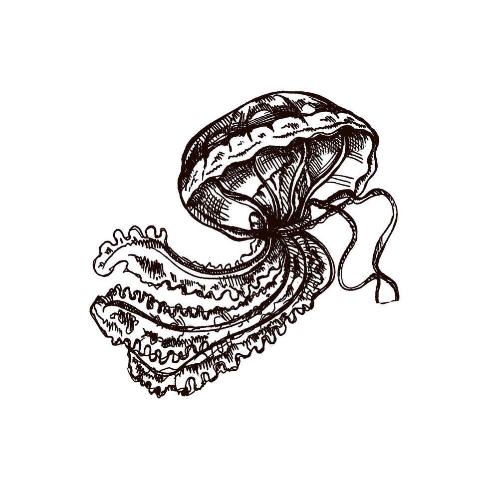 Hand-drawn jellyfish. Vector sketch illustration. Sea collection. Engraved illustrations isolated on white background.