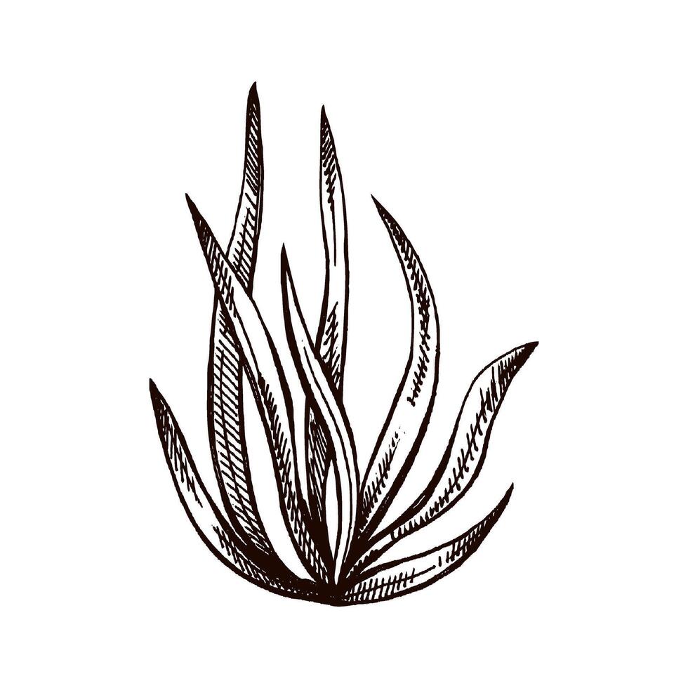 Hand-drawn sketch of underwater sea weed, laminaria spirulina seaweed icon. Engraved water element. Ocean doodle vector illustration. Sea collection.