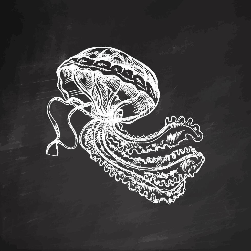 Hand-drawn jellyfish. Vector sketch illustration. Sea collection. Engraved white illustrations isolated on chalkboard background.