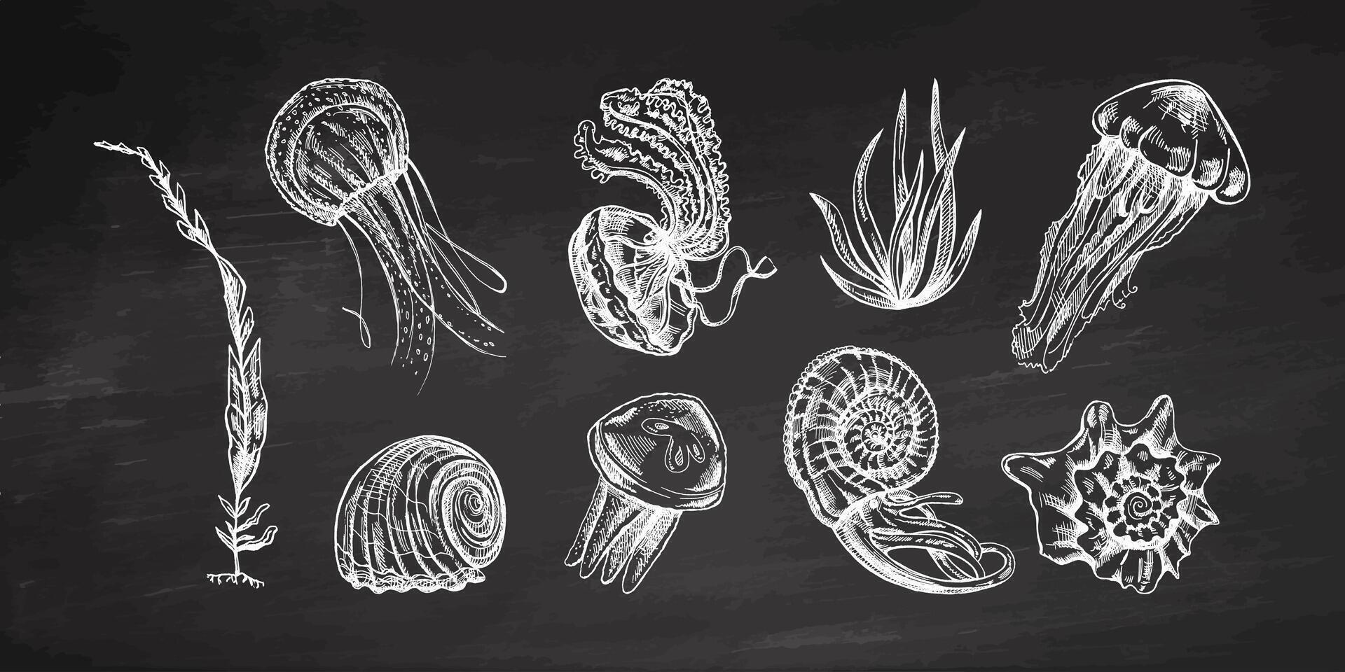 Seashells, jellyfishes, ammonite, nautilus mollusc, seaweed vector set. Hand-drawn sketch illustration on chalkboard background. Collection of realistic sketches of various ocean creatures.