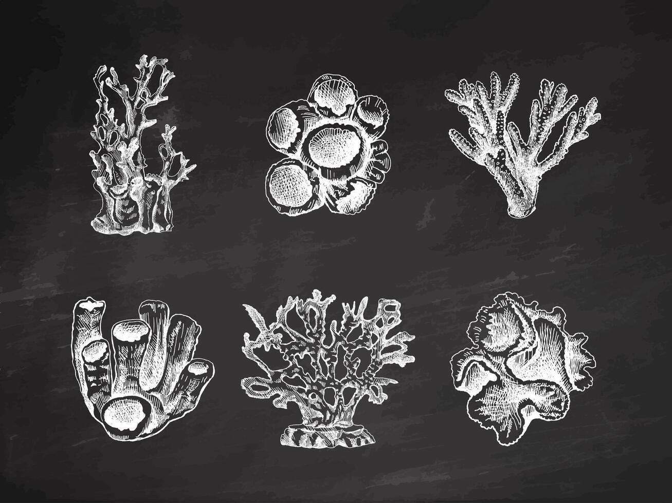 Hand-drawn sketch set of various corals on chalkboard background. Tropical reef elements. Vector engraved illustrations. Best for nautical designs.