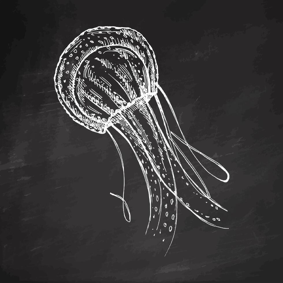 Hand-drawn red jellyfish. Vector sketch illustration. Sea collection. Engraved white illustrations isolated on chalkboard background.