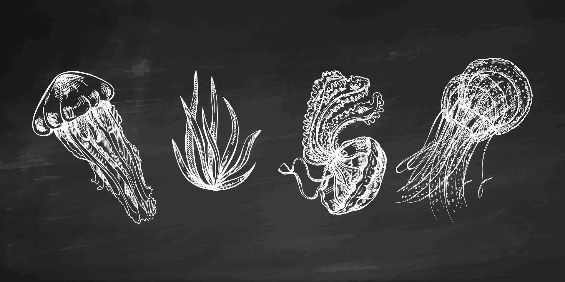 Hand-drawn set of jellyfish and algae. Vector sketch illustration. Sea collection on chalkboard background. Engraved illustrations.