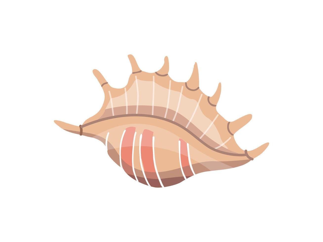 Sea shells vector illustration, mollusks. Flat illustration of seashell on white background. Ocean element for stickers.