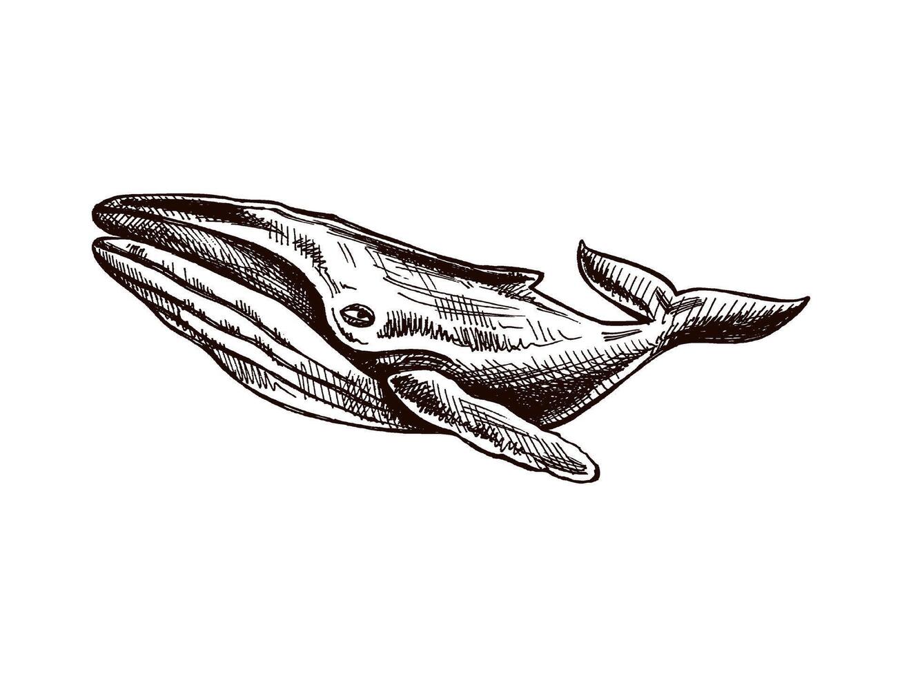 Hand-drawn humpback whale. Vector sketch illustration. Sea collection. Engraved illustrations isolated on white background. Realistic sketches.
