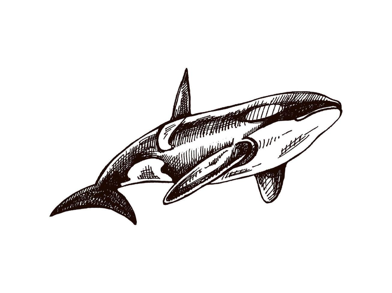 Hand-drawn killer whale. Vector sketch illustration. Sea collection. Engraved illustrations isolated on white background. Realistic sketches.