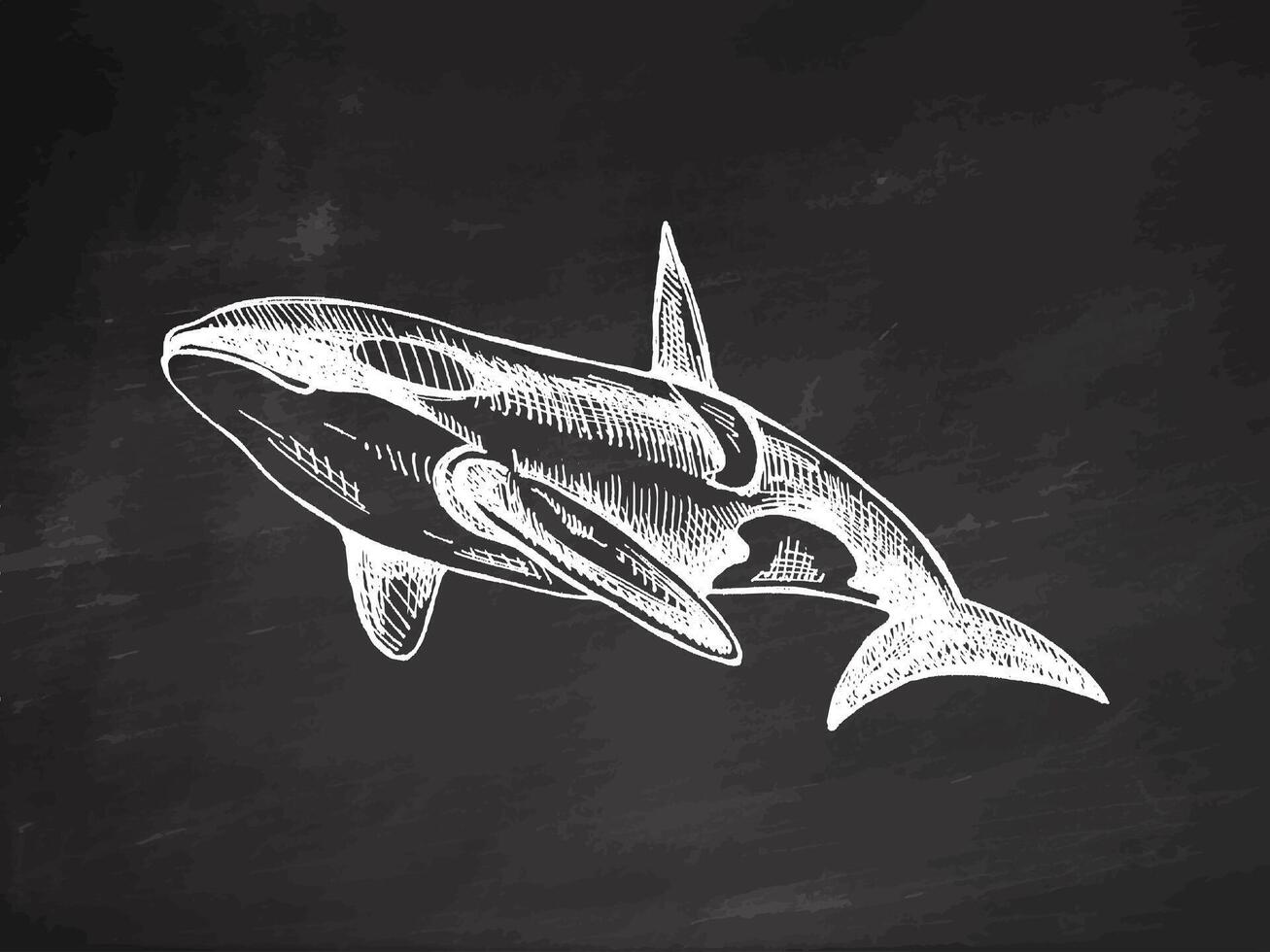 Hand-drawn killer whale. Vector sketch illustration on chalkboard background. Sea collection. Engraved illustrations. Realistic sketches.