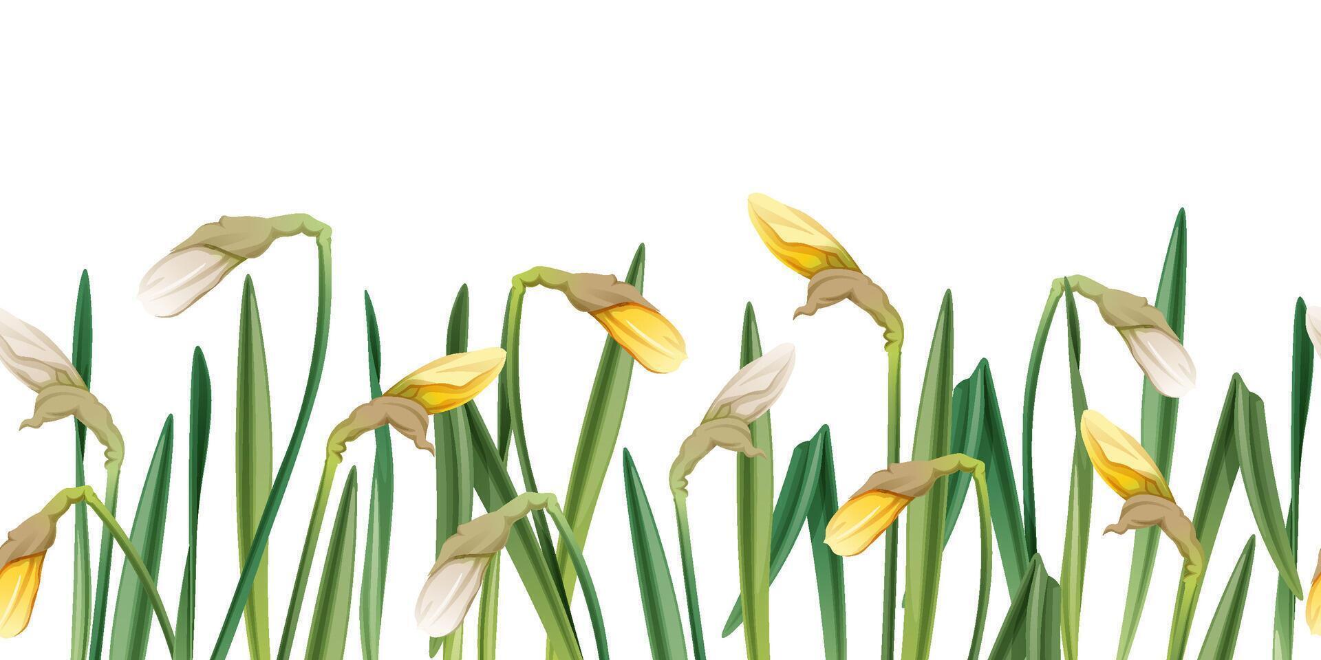Seamless border of narcissus buds on an isolated background. Illustration with spring flowers for Easter. Suitable for decor, fabric, cards, backgrounds, wallpapers vector