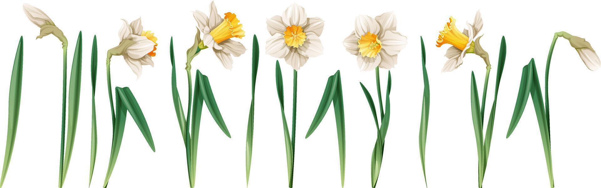 Set of daffodil on an isolated background in cartoon style. Spring white flower for Easter. Beautiful narcissus flower. Vector floral illustration.