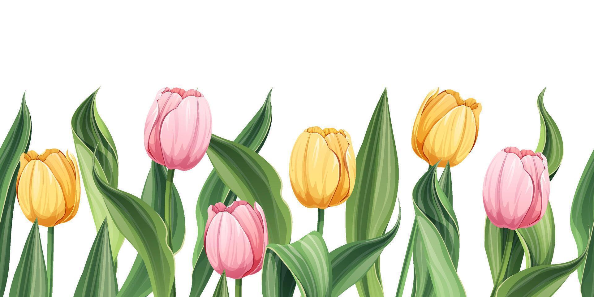 Seamless border of tulips on an isolated background. Illustration with spring flowers for Easter, Mother's Day, etc. Suitable for decor, fabric, cards, backgrounds, wallpapers vector