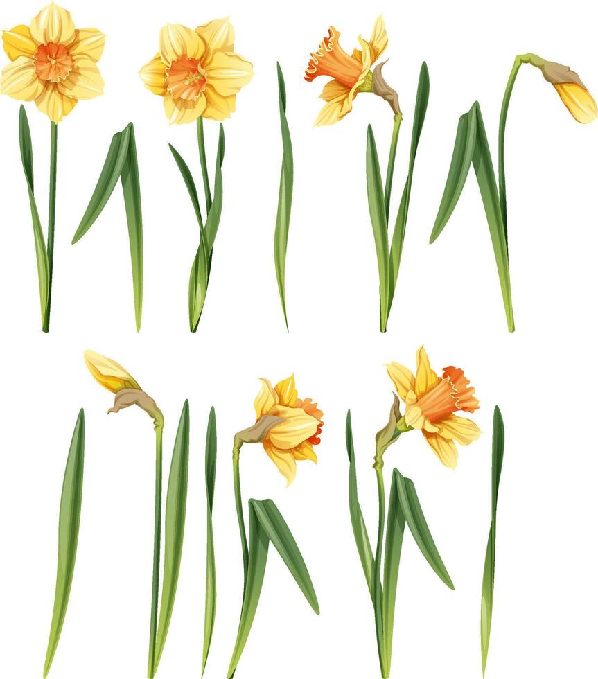 Set of daffodil on an isolated background in cartoon style. Spring yellow flower for Easter. Beautiful narcissus flower. Vector floral illustration.