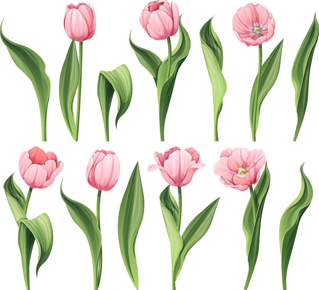 conjunto de tulipanes en un aislado antecedentes en dibujos animados estilo. primavera rosado flores para De las mujeres día, Pascua de Resurrección. vector floral ilustración