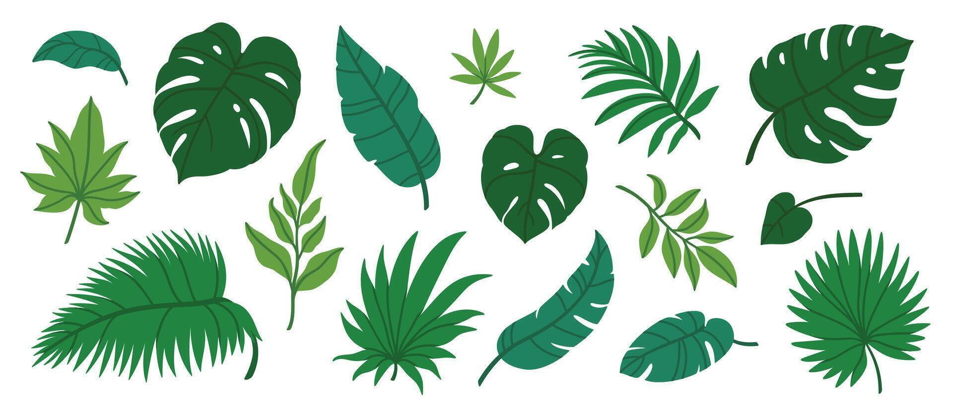 selva hojas. dibujos animados diferente tropical plantas. palmera, banana, monstruosa. botánico verde follaje elementos. verano paraíso exótico hoja en blanco antecedentes. vector conjunto