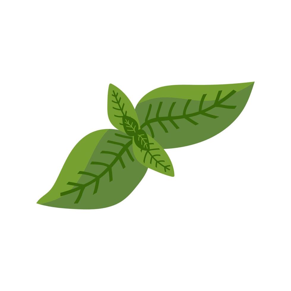 Basil in flat style. Ingredients for Italian cuisine. Pieces of traditional greenery for Italian pizza. Vector clipart for culinary book, pizzeria menu and web design.