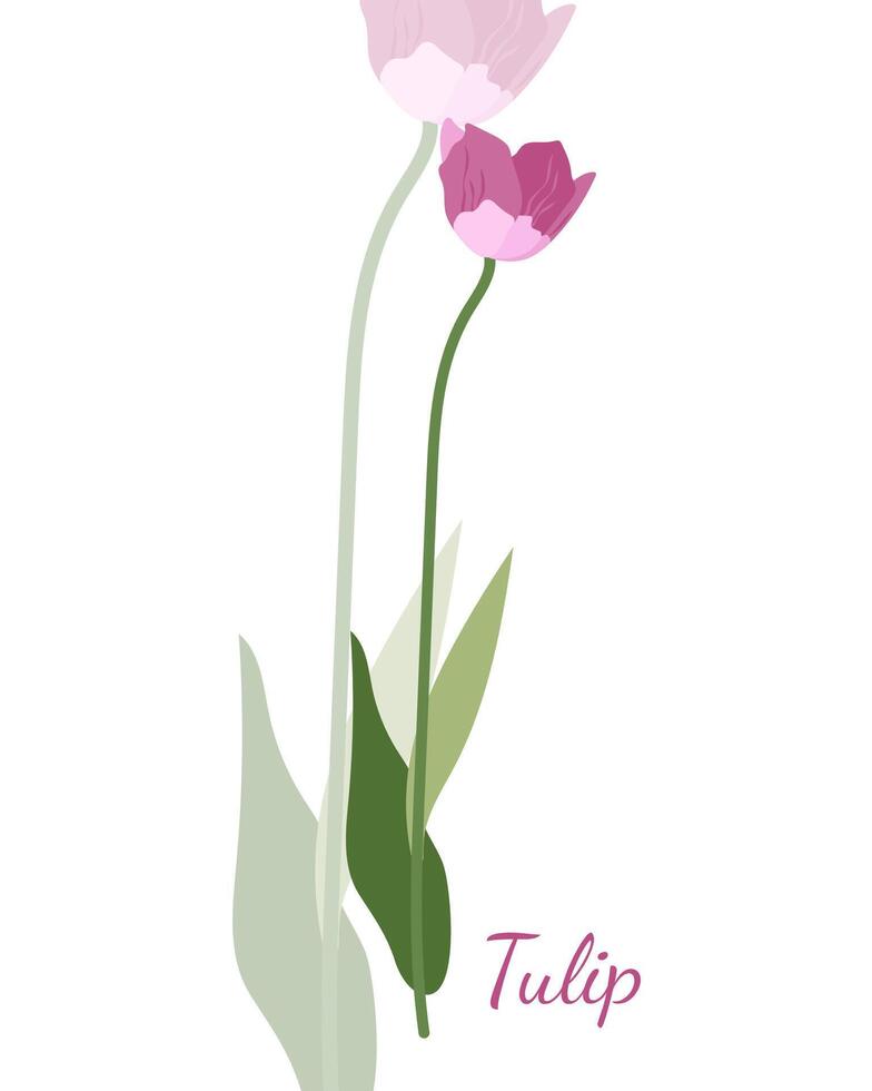 the simple isolated solo pink tulip on white background vector illustration