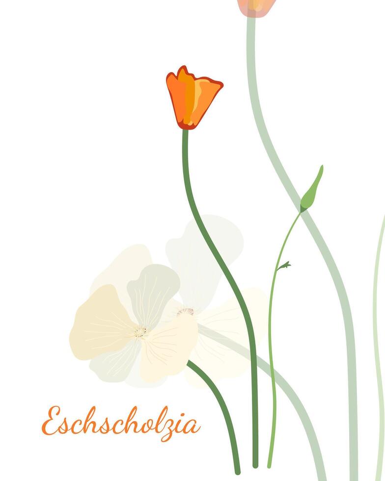 the simple isolated orange eschscholzia on white background vector art