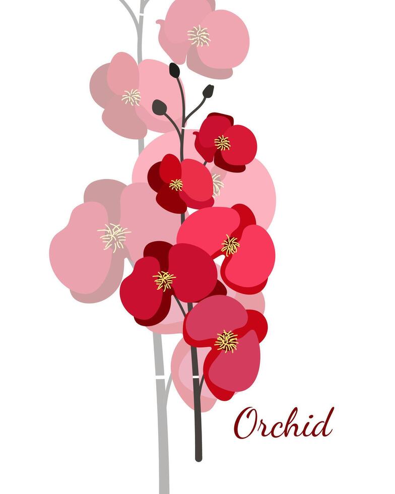 red isolated simple exotic flowers orchid on white background vector