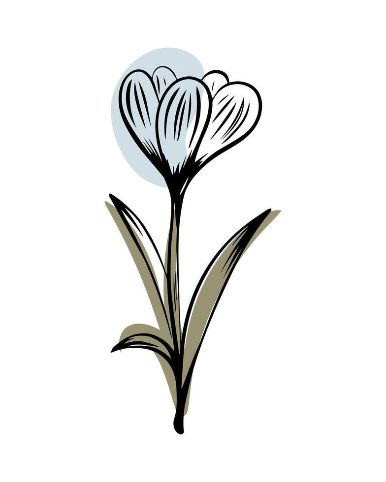 Crocus in sketch style with abstract color shapes, hand-drawn isolated on white background. Floral sketch for print designs, signage, flower shops, logos in black and white. vector