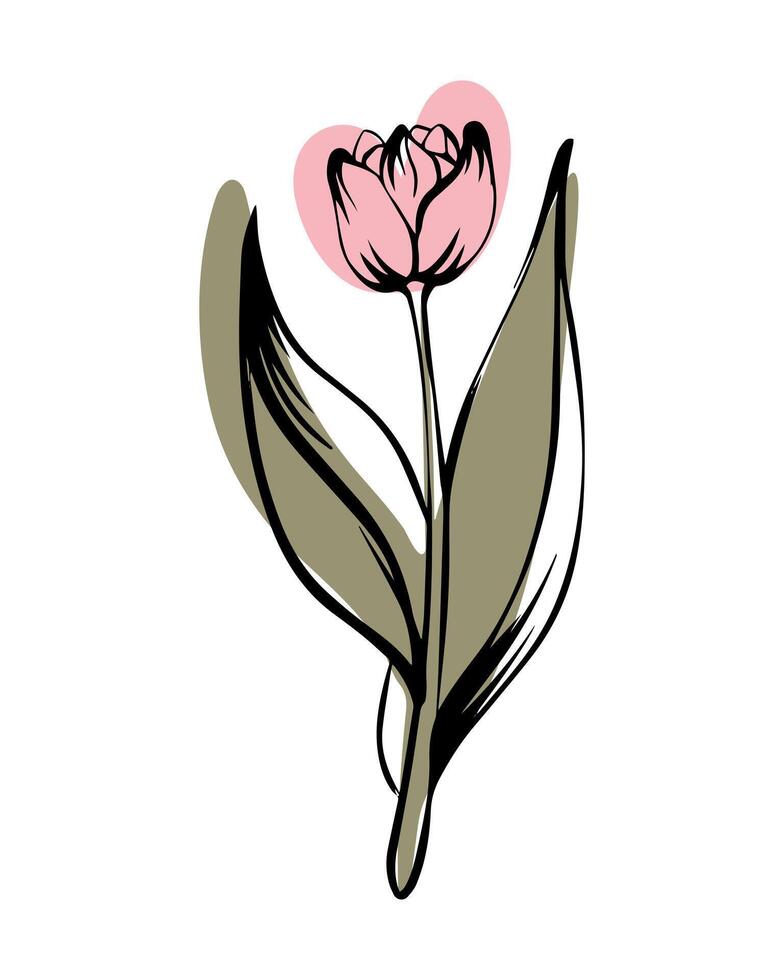 Tulip in sketch style with abstract color shapes, hand-drawn isolated on white background. Floral sketch for print designs, signage, flower shops, logos in black and white. vector