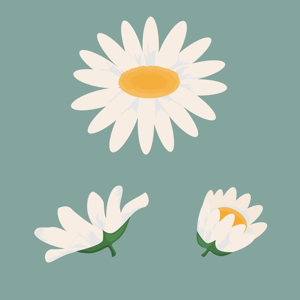 Elegant White Daisy Blossom on Lush Greenery Background vector