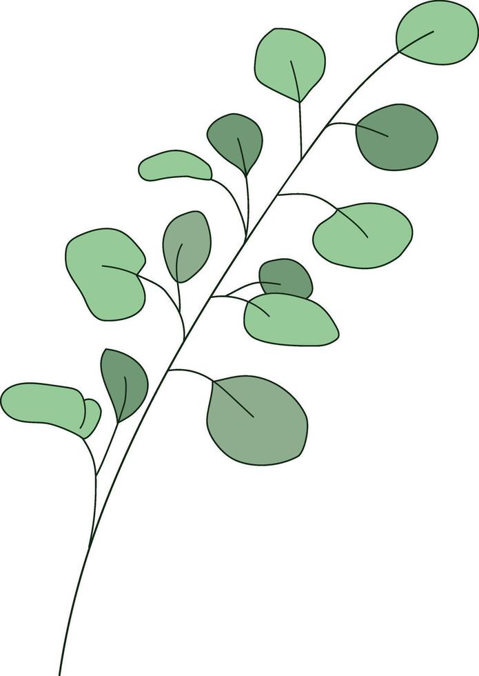 Fresh eucalyptus branch with green leaves isolated in white background vector