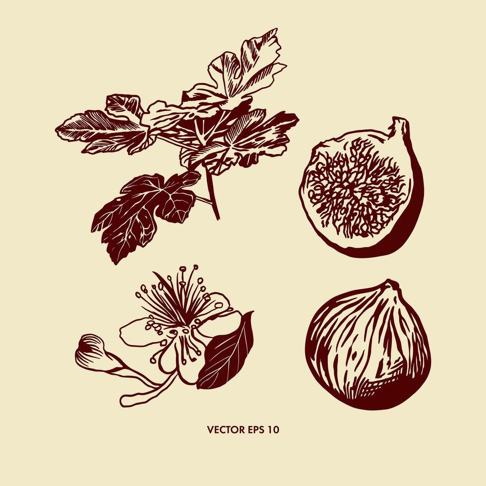 higo gráficos, fruta, ramita, flor. vector ilustración en botánico estilo. diseño elemento para alimento, productos cosméticos, tarjetas, volantes, pancartas, carteles, cubre