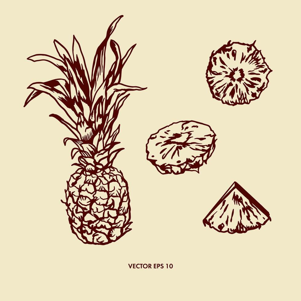 Pineapple graphics, botany. Whole fruit, slices. Vector illustration. Design element for cards, food labels, banners, covers, flyers, banners, posters.