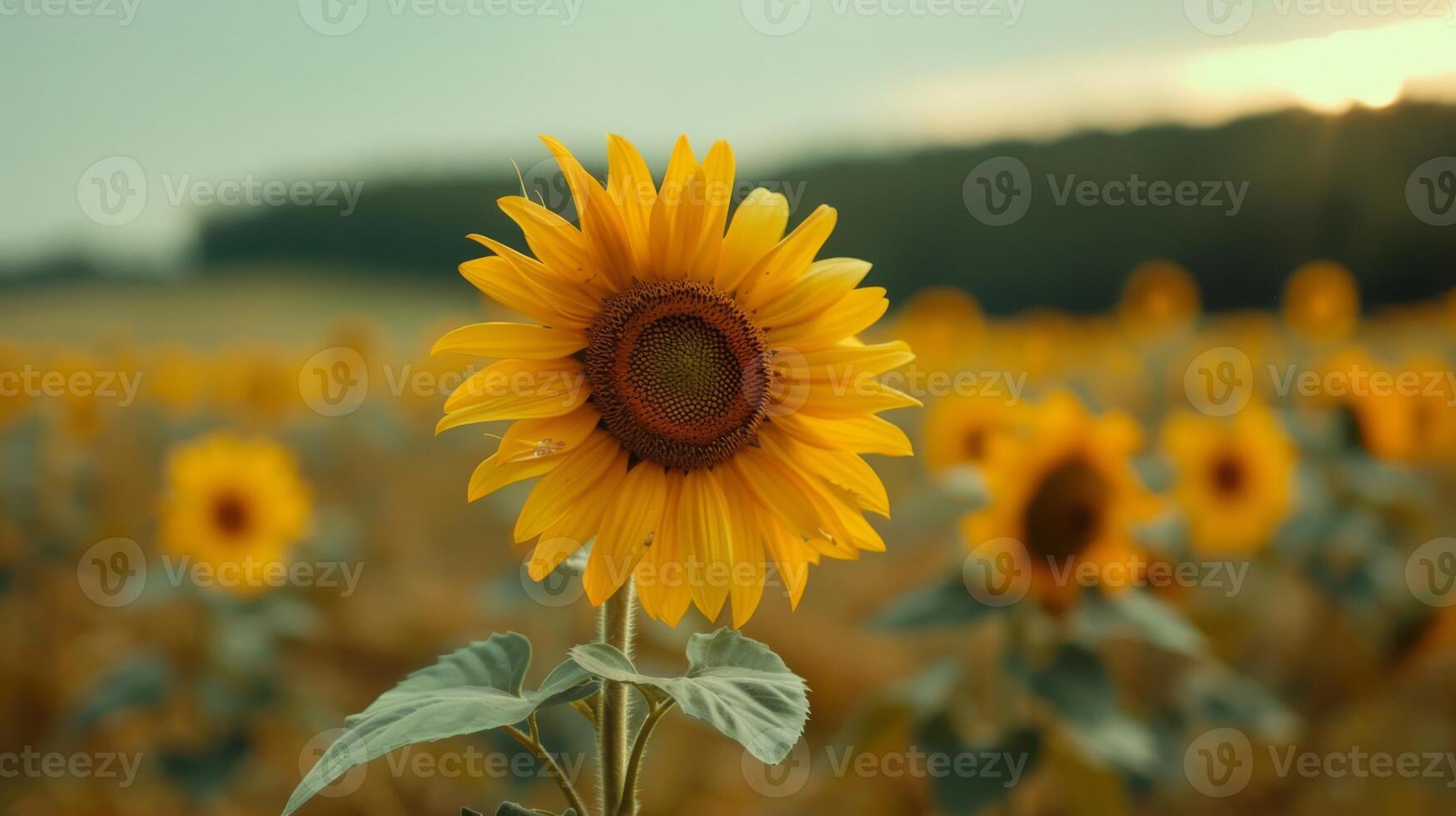 ai generado girasol campo con un soltero marchito flor, destacando unicidad foto