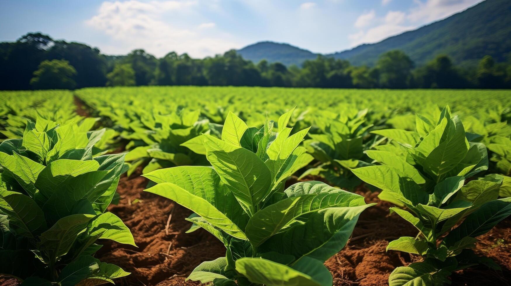 AI generated Tobacco crops in a sprawling, sun soaked field photo