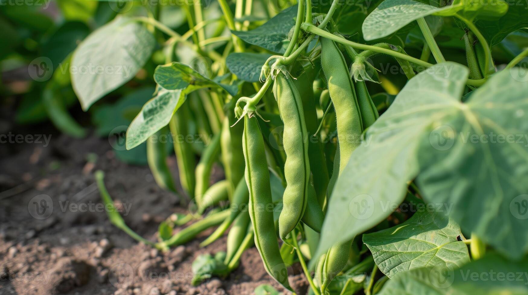 AI generated Green beans growing in a garden in summer. photo