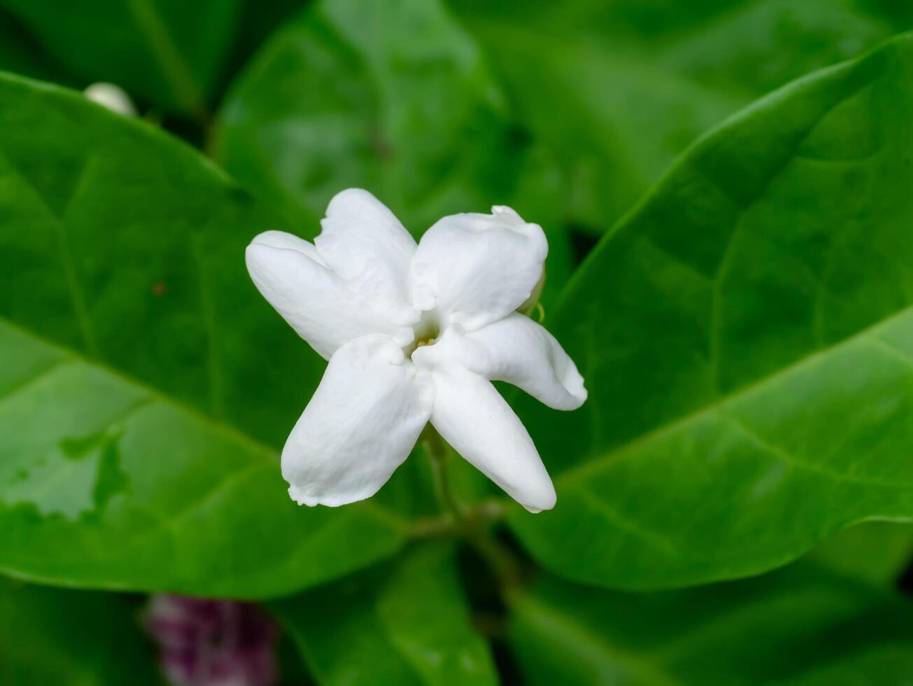 Close up of jasmine flower. photo