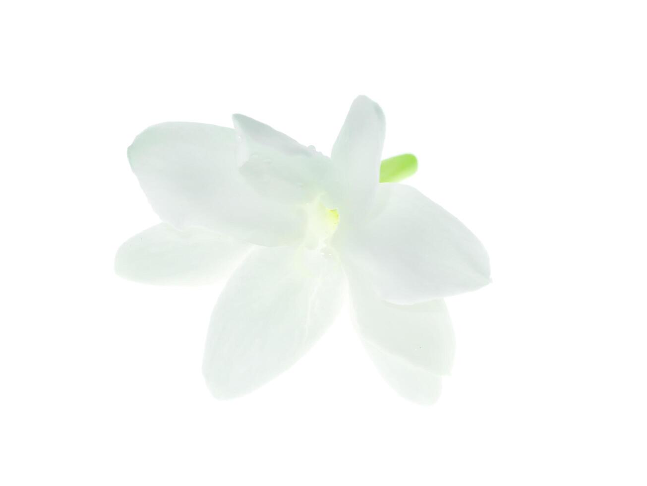 Close up of jasmine flower. photo