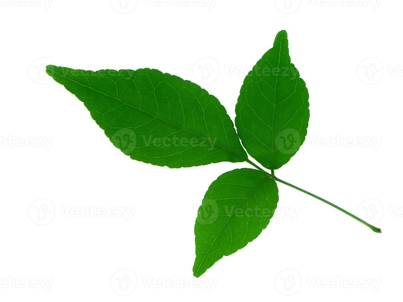 Bengal Quince leaf. photo