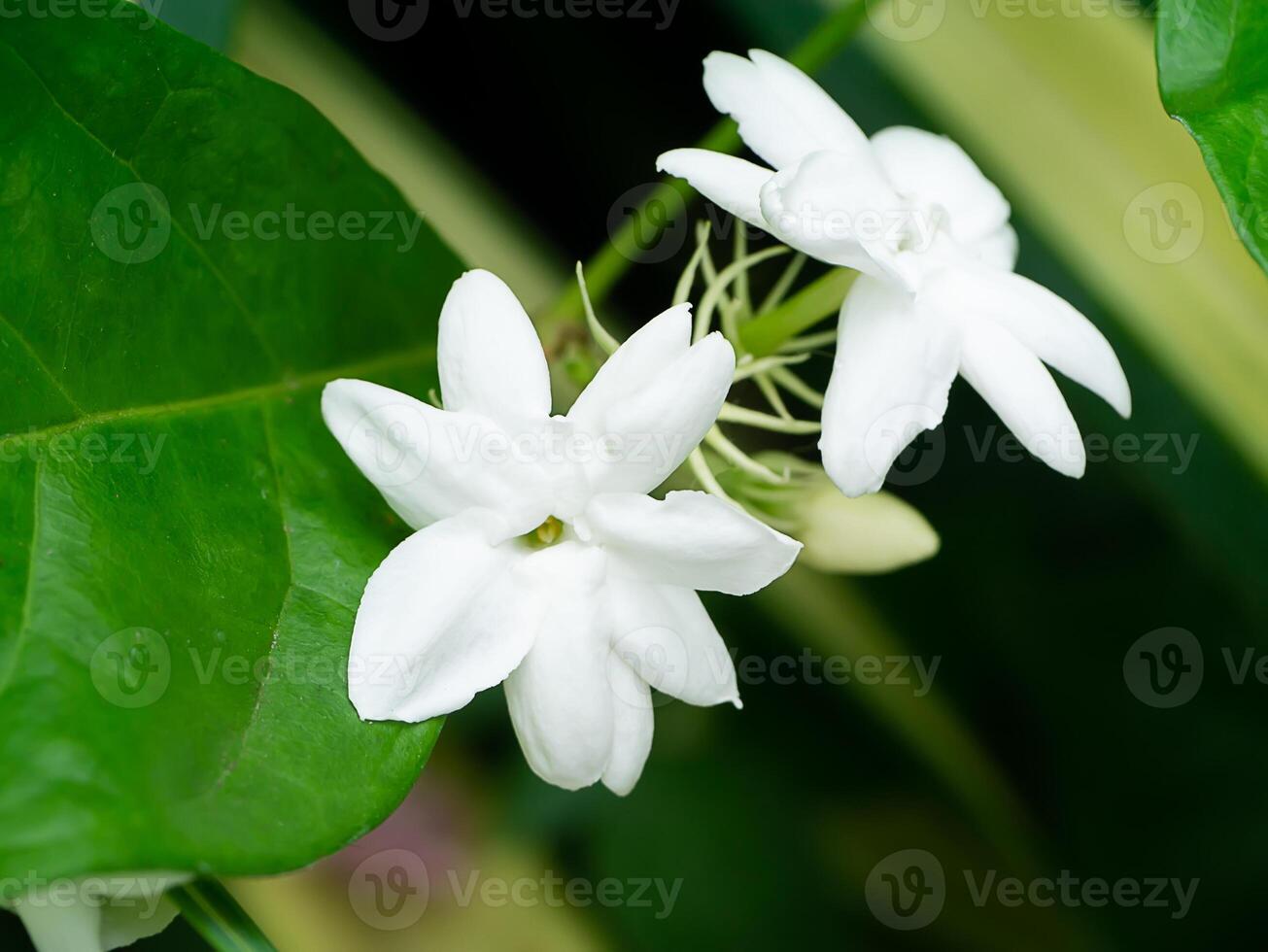 Close up of jasmine flower. photo