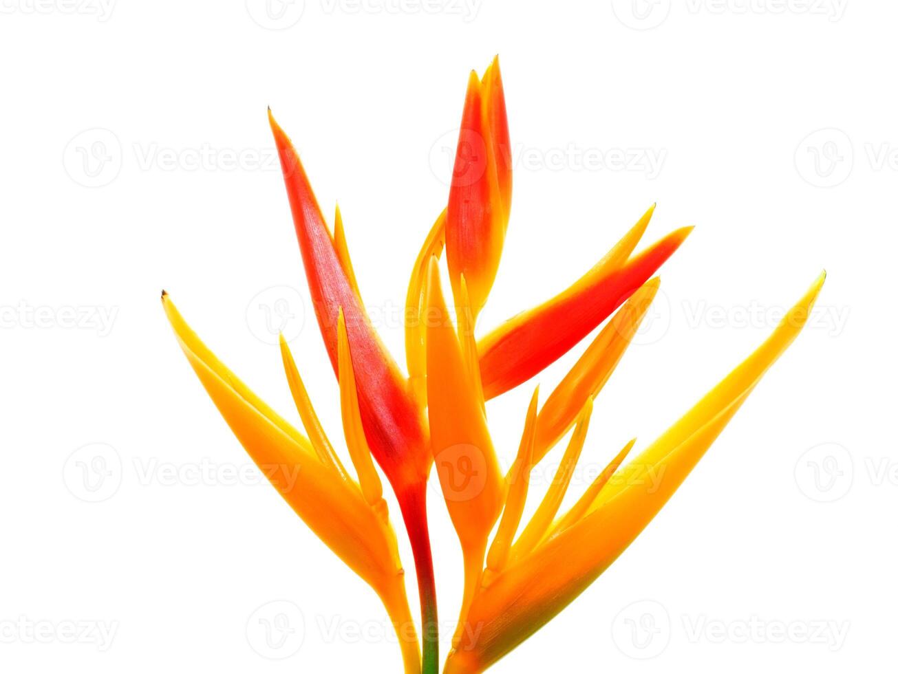 Close up Heliconia flower photo
