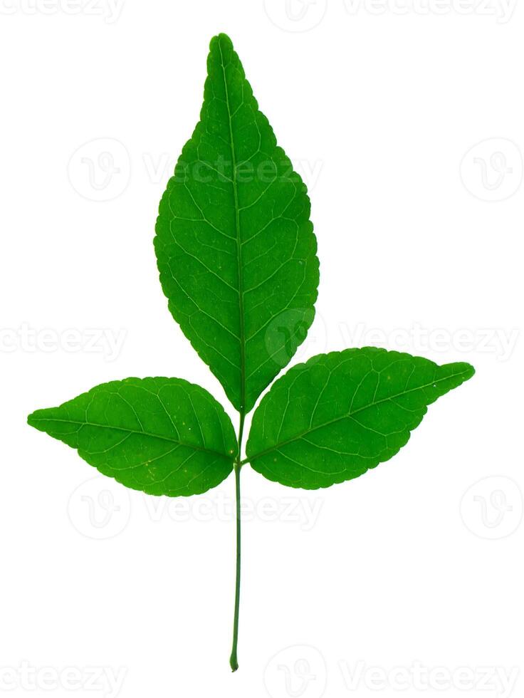 Bengal Quince leaf. photo