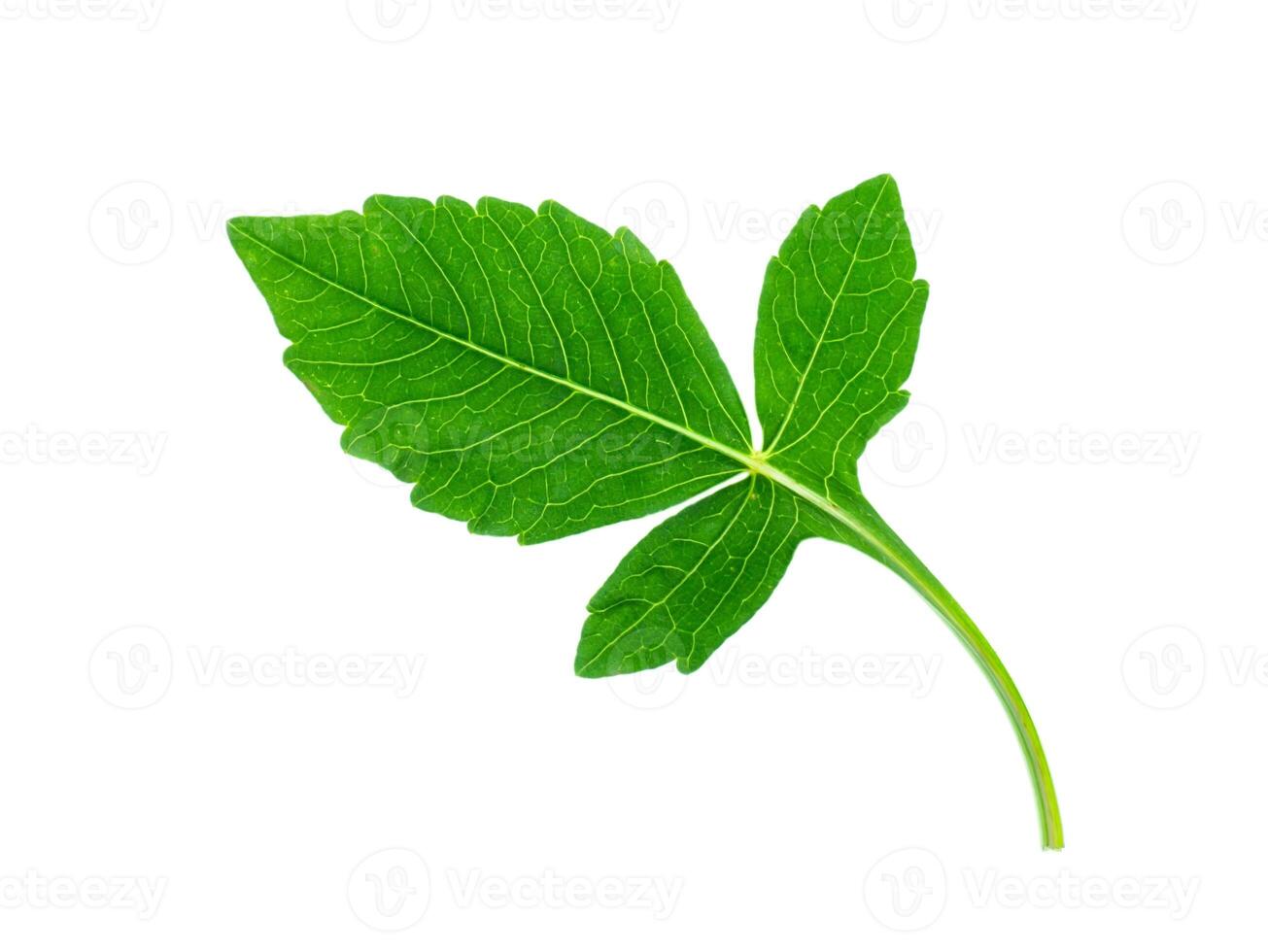 Close up of dahlia leaf. photo