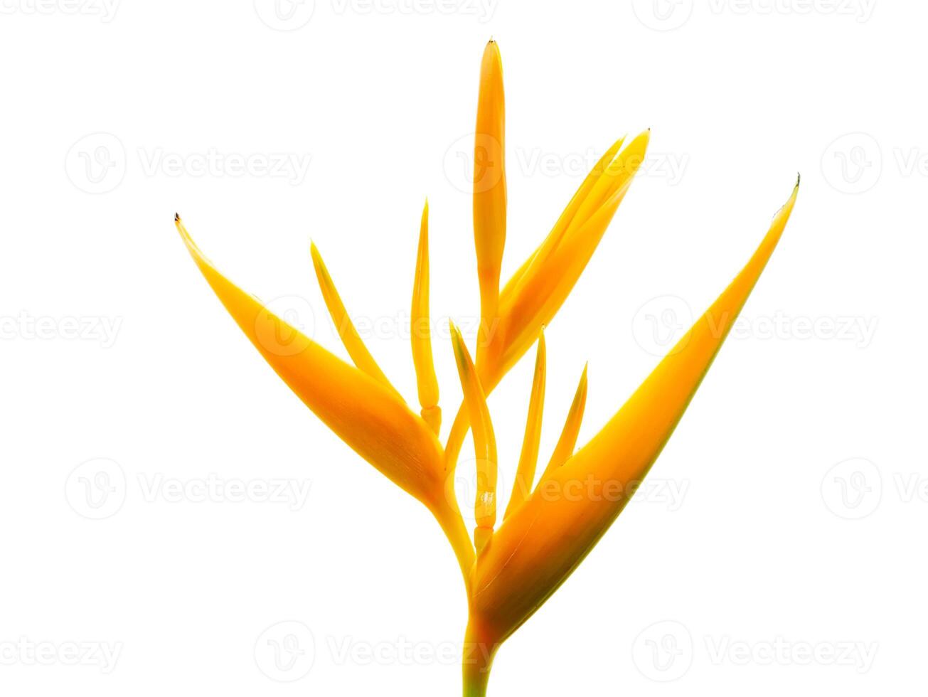 Close up Heliconia flower photo