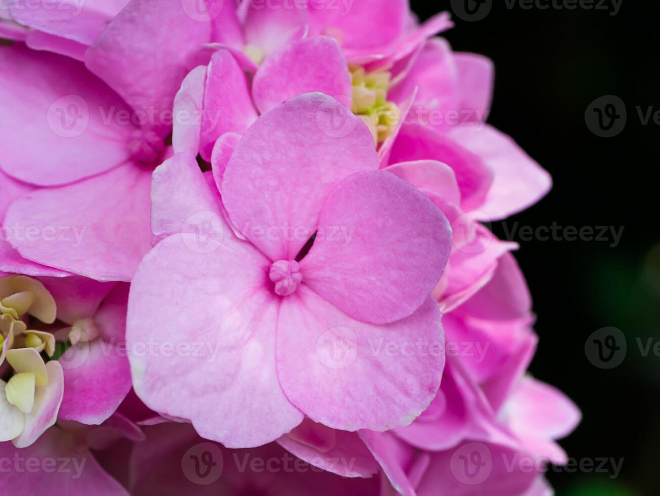 Close up Hydrangea flower photo