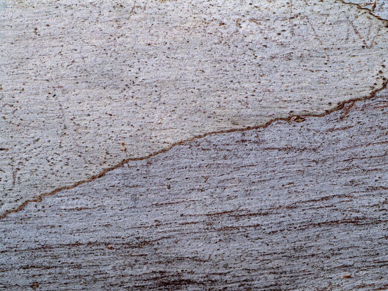Surface bark of eucalyptus tree. photo